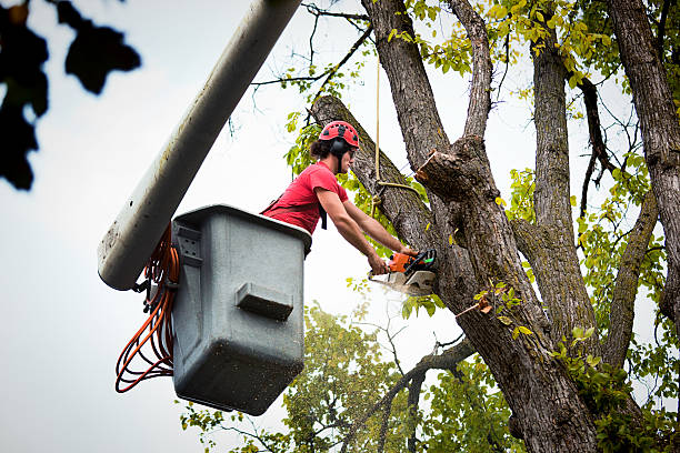 Professional Tree Removal in Heritage Lake, IN
